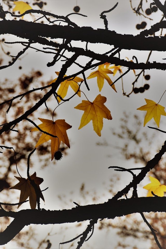 Обои природа, дерево, листья, осень, nature, tree, leaves, autumn разрешение 2560x1707 Загрузить