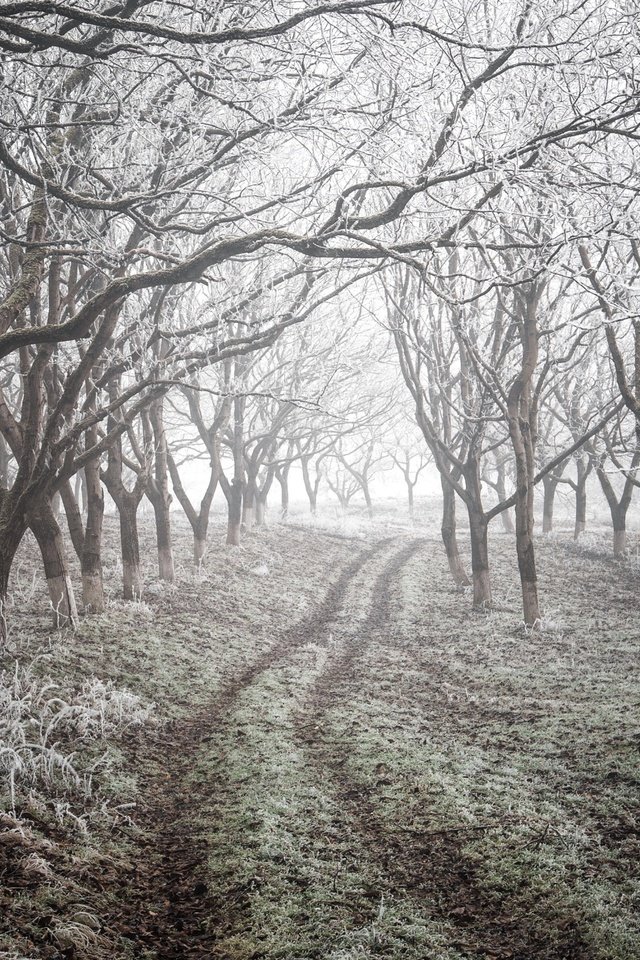 Обои дорога, деревья, природа, зима, road, trees, nature, winter разрешение 2543x1755 Загрузить