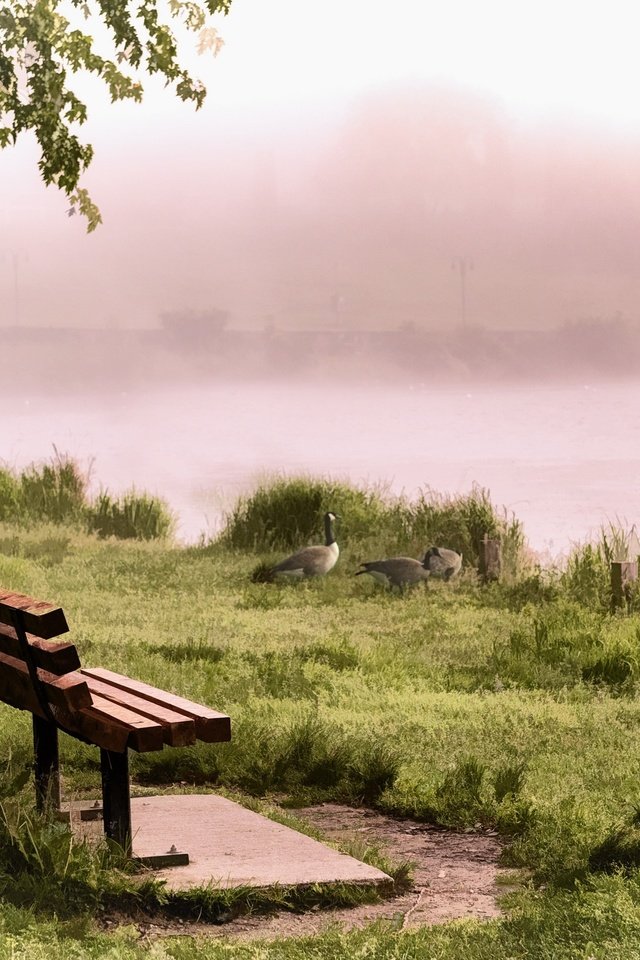 Обои река, туман, птицы, скамья, утки, river, fog, birds, bench, duck разрешение 2560x1540 Загрузить