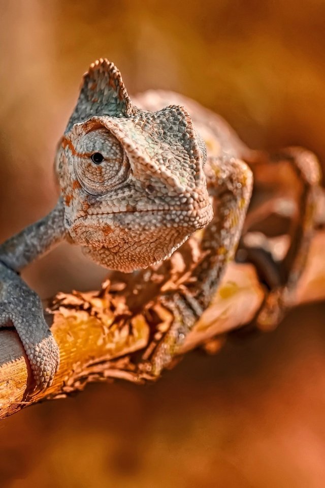 Обои ветка, ящерица, хамелеон, боке, branch, lizard, chameleon, bokeh разрешение 2048x1366 Загрузить