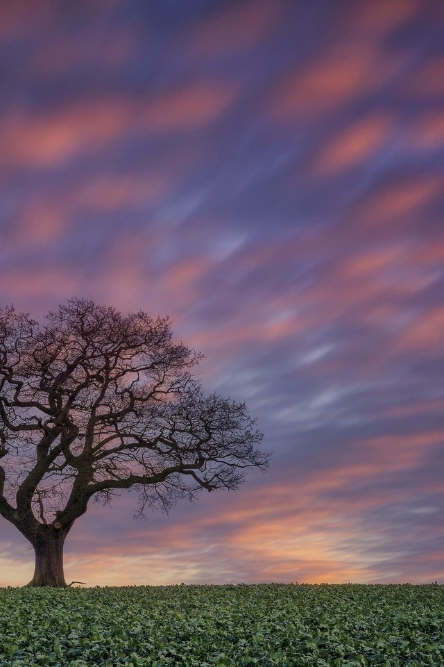 Обои небо, дерево, закат, поле, the sky, tree, sunset, field разрешение 2048x1289 Загрузить