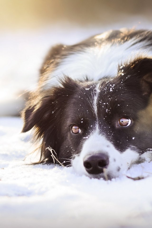 Обои снег, взгляд, собака, snow, look, dog разрешение 2560x1552 Загрузить