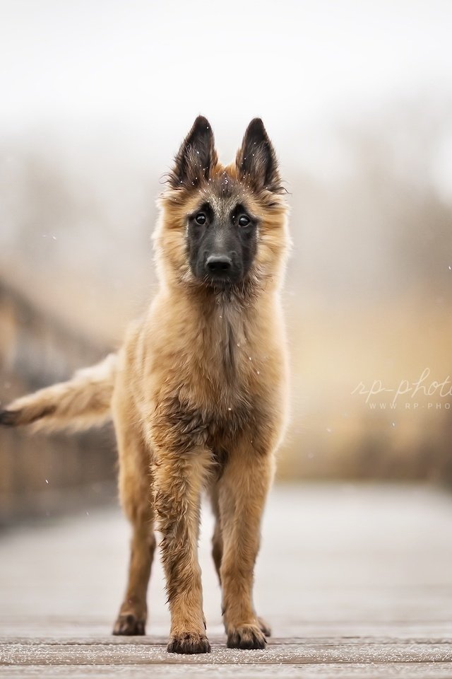 Обои взгляд, собака, друг, бельгийская овчарка, тервюрен, look, dog, each, belgian shepherd, tervuren разрешение 2024x1296 Загрузить