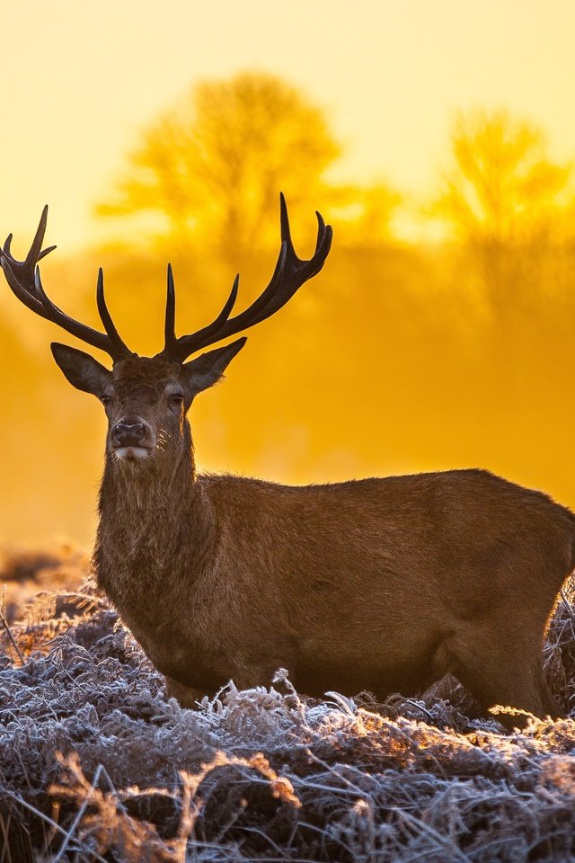 Обои олень, закат, рога, dusk, оленей, deer, sunset, horns разрешение 4104x2736 Загрузить