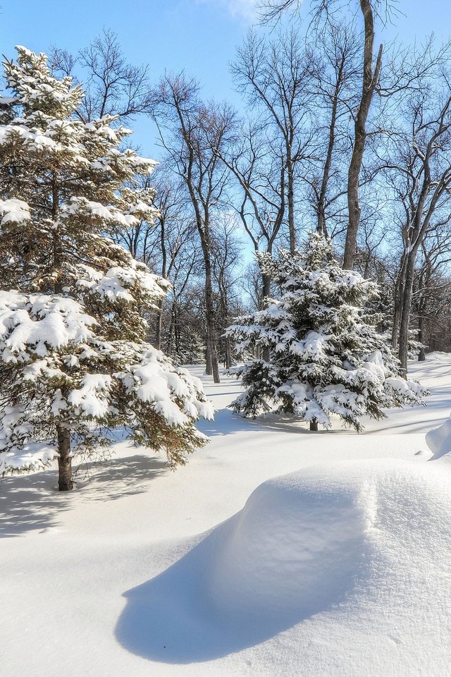 Обои деревья, снег, елка, лес, зима, парк, ель, trees, snow, tree, forest, winter, park, spruce разрешение 2048x1360 Загрузить