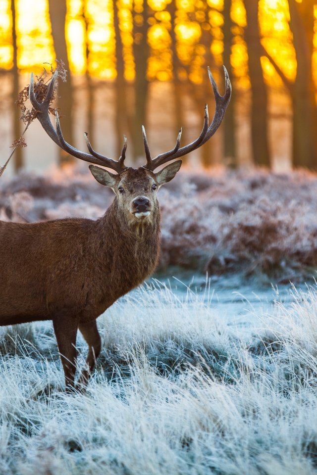 Обои снег, лес, олень, лёд, рога, сохатый, snow, forest, deer, ice, horns, elk разрешение 5616x3744 Загрузить