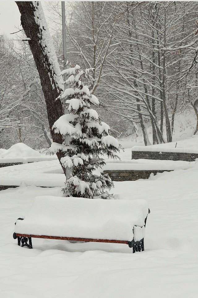 Обои деревья, снег, зима, парк, мороз, скамейки, сугробы, изморозь, trees, snow, winter, park, frost, benches, the snow разрешение 3016x1875 Загрузить