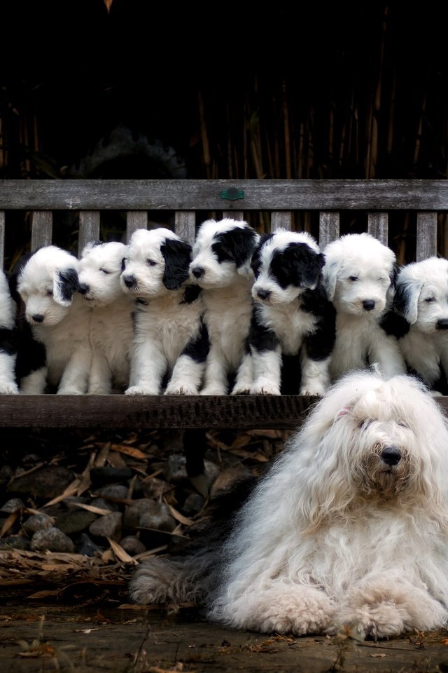Обои собака, щенки, семья, скамья, dog, puppies, family, bench разрешение 2560x1545 Загрузить
