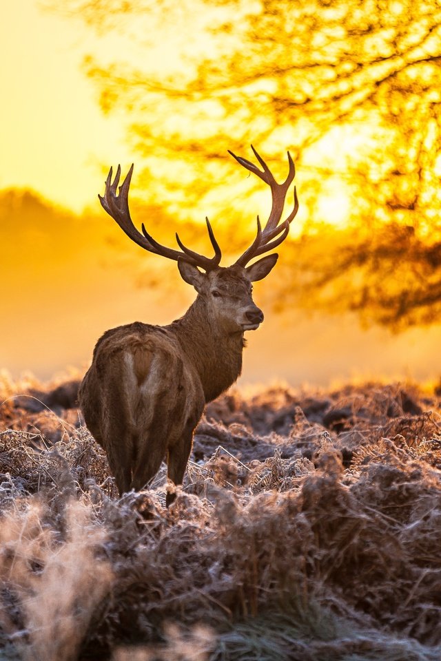 Обои лес, олень, закат, оленей, forest, deer, sunset разрешение 5416x3610 Загрузить