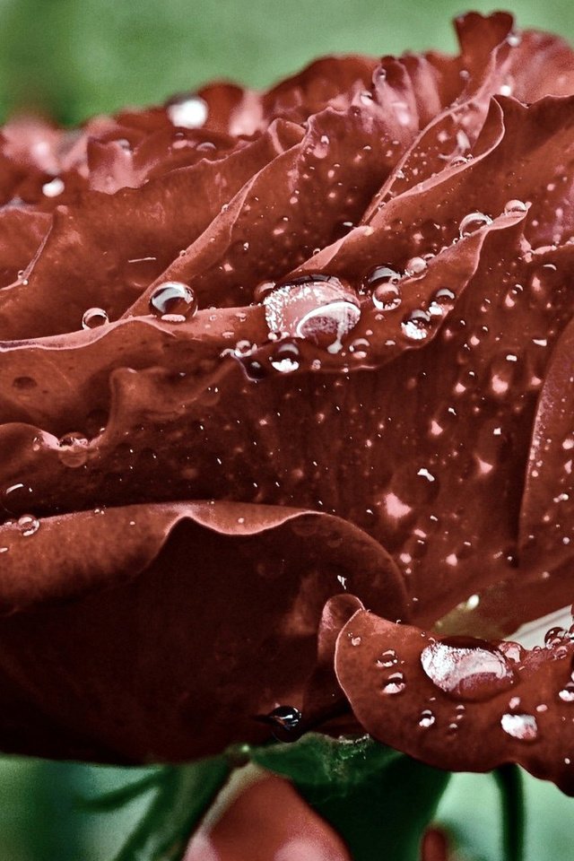 Обои вода, макро, роса, капли, роза, лепестки, красная, water, macro, rosa, drops, rose, petals, red разрешение 1920x1080 Загрузить