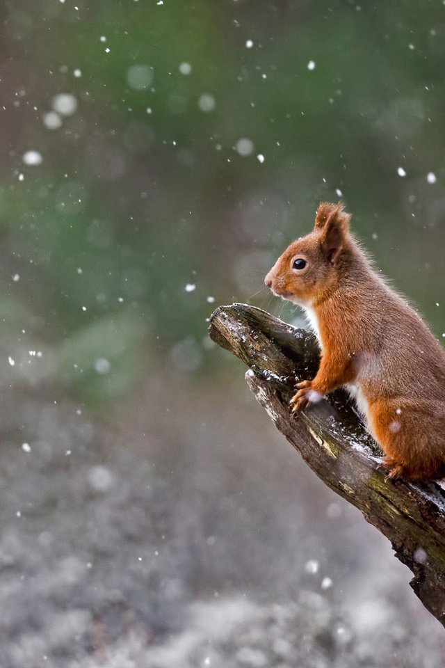 Обои зима, белка, шотландия, белочка, winter, protein, scotland, squirrel разрешение 1920x1080 Загрузить