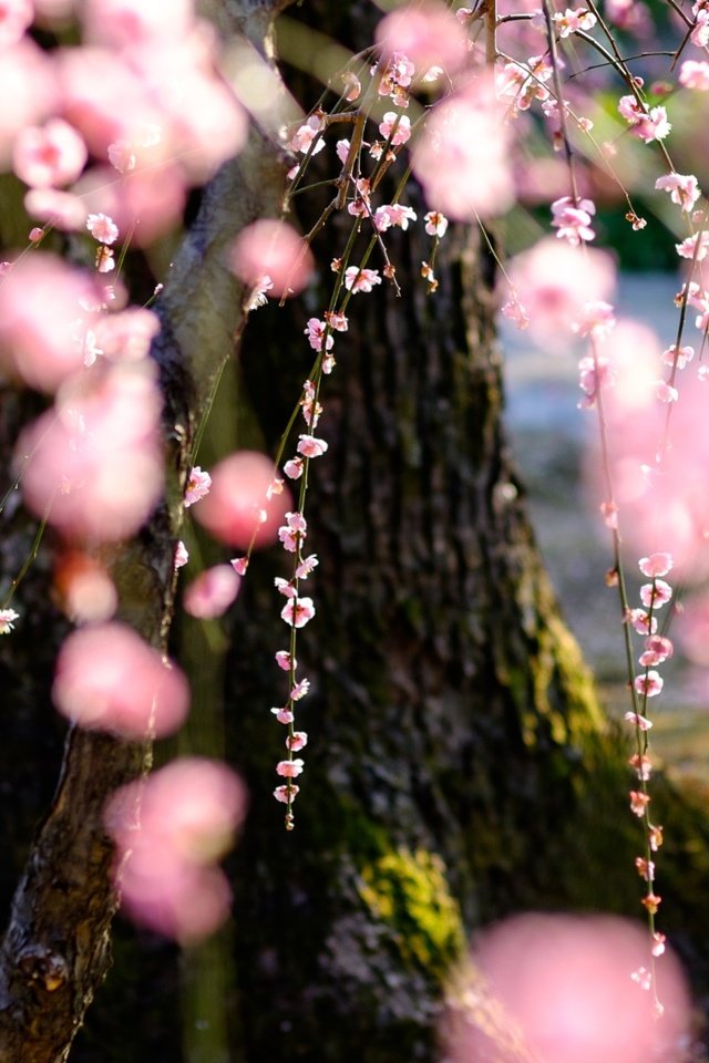 Обои дерево, цветение, весна, сакура, tree, flowering, spring, sakura разрешение 2048x1152 Загрузить