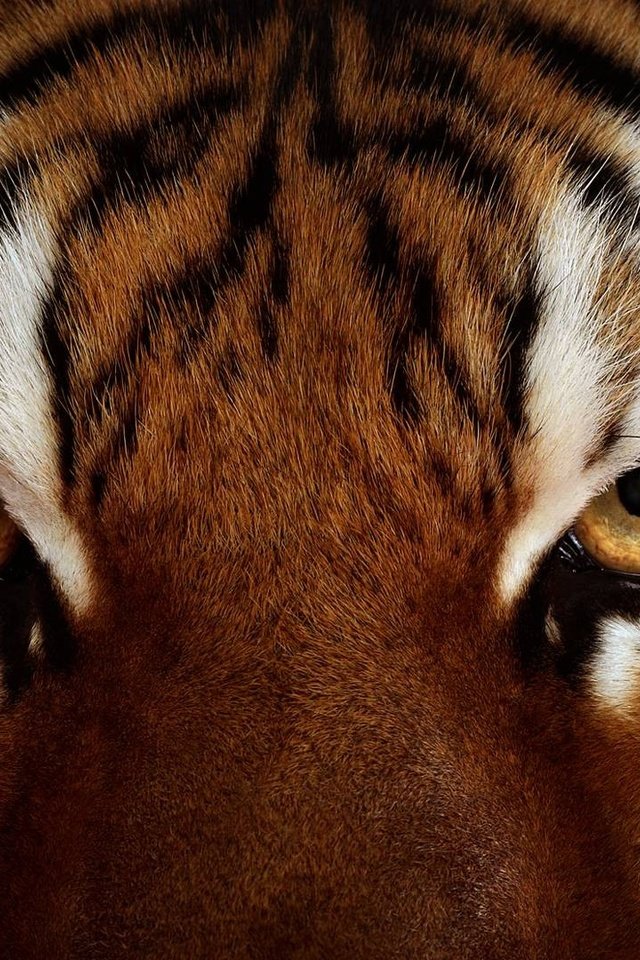 Обои тигр, глаза, морда, животные, взгляд, хищник, дикая кошка, tiger, eyes, face, animals, look, predator, wild cat разрешение 1920x1080 Загрузить