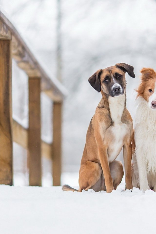 Обои снег, зима, животные, мост, друзья, собаки, snow, winter, animals, bridge, friends, dogs разрешение 1920x1160 Загрузить