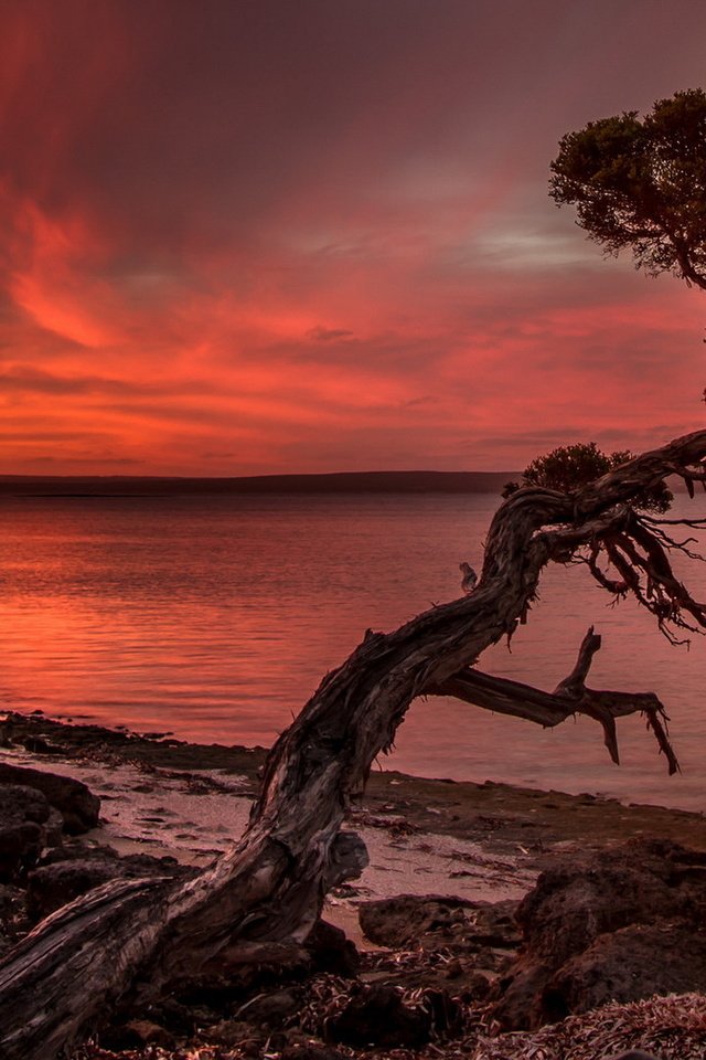 Обои облака, природа, дерево, закат, пейзаж, море, clouds, nature, tree, sunset, landscape, sea разрешение 1920x1080 Загрузить