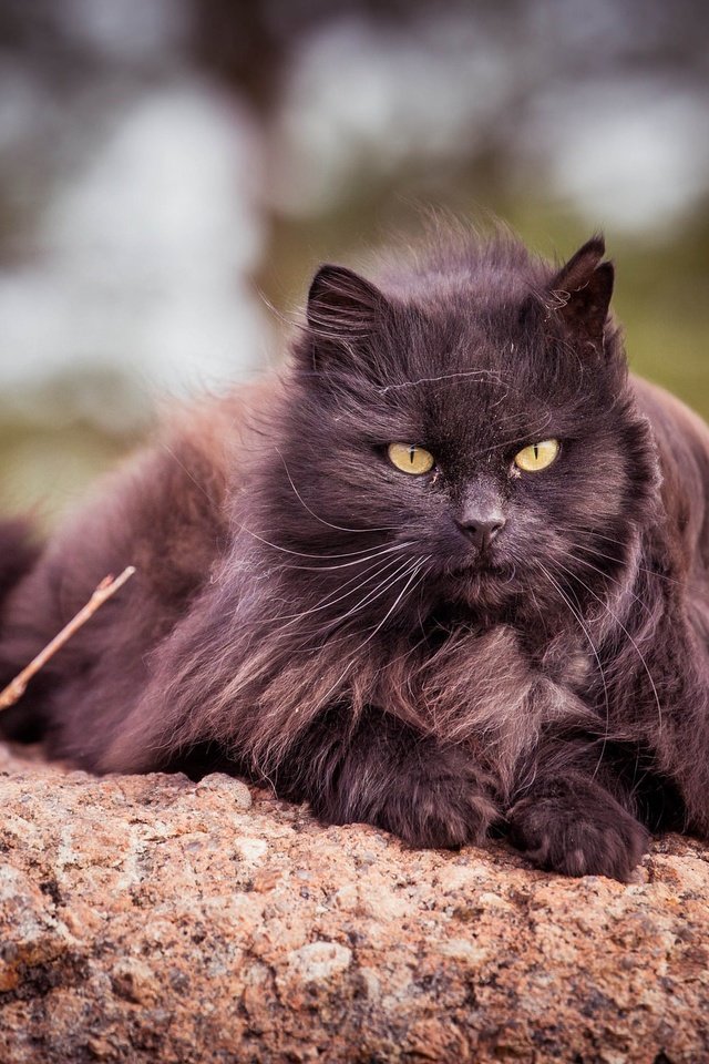 Обои животные, кот, кошка, взгляд, пушистый, черный, animals, cat, look, fluffy, black разрешение 2048x1435 Загрузить