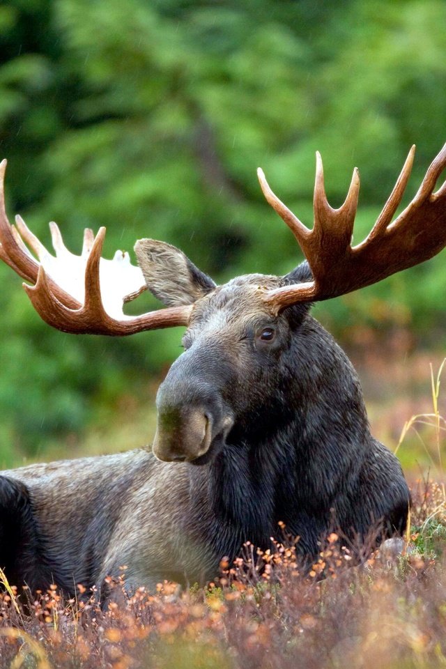 Обои природа, лес, животные, рога, лось, nature, forest, animals, horns, moose разрешение 4992x3328 Загрузить