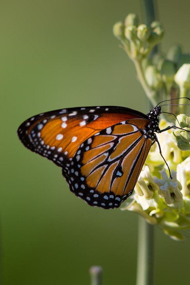 Обои цветок, бабочка, крылья, насекомые, john j oleary, flower, butterfly, wings, insects разрешение 2048x1365 Загрузить