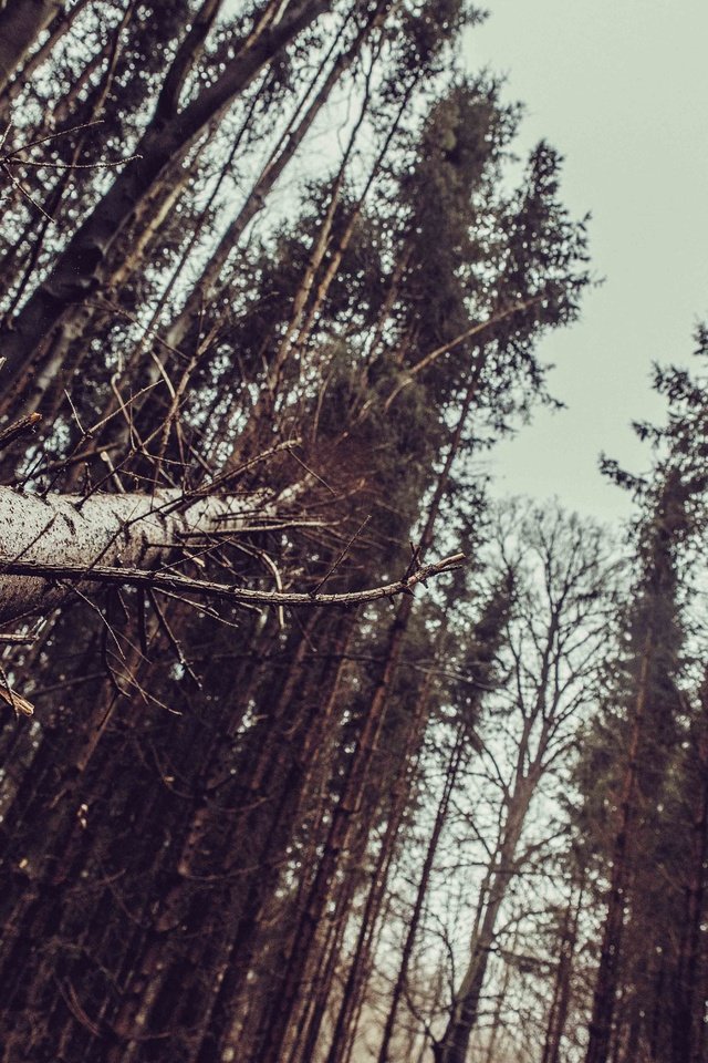 Обои деревья, лес, пейзаж, стволы, trees, forest, landscape, trunks разрешение 6016x4016 Загрузить