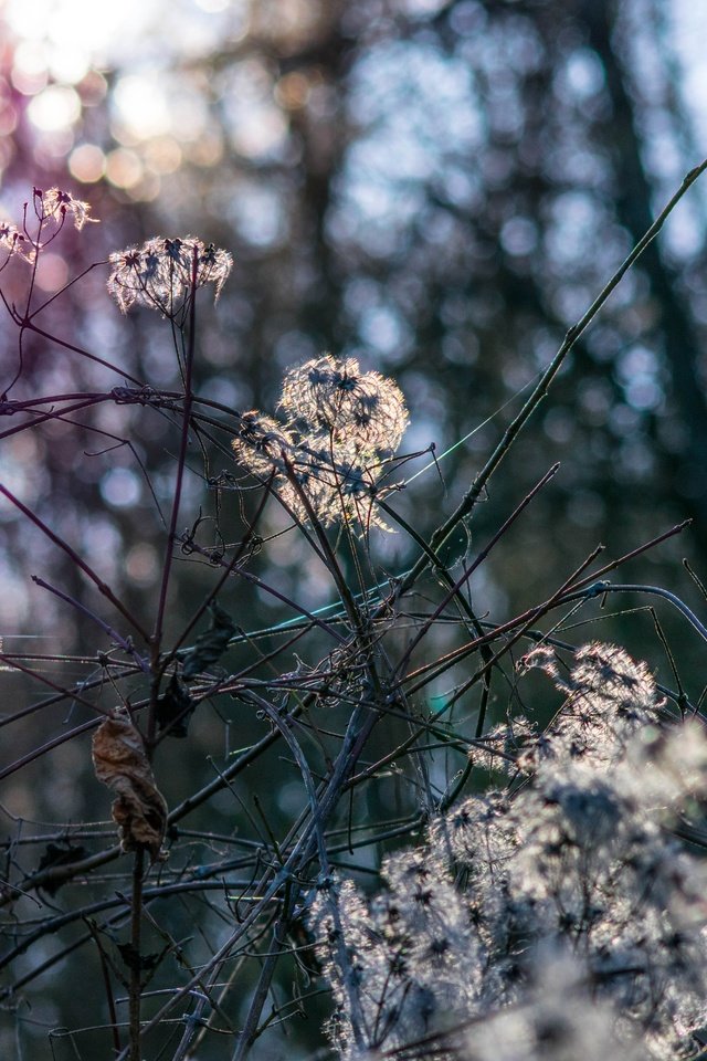 Обои природа, растения, лес, зима, боке, nature, plants, forest, winter, bokeh разрешение 6000x4000 Загрузить