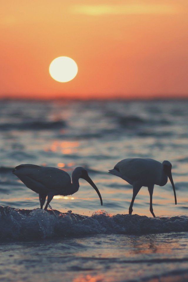 Обои закат, пляж, птицы, ибис, sunset, beach, birds, ibis разрешение 2559x1440 Загрузить