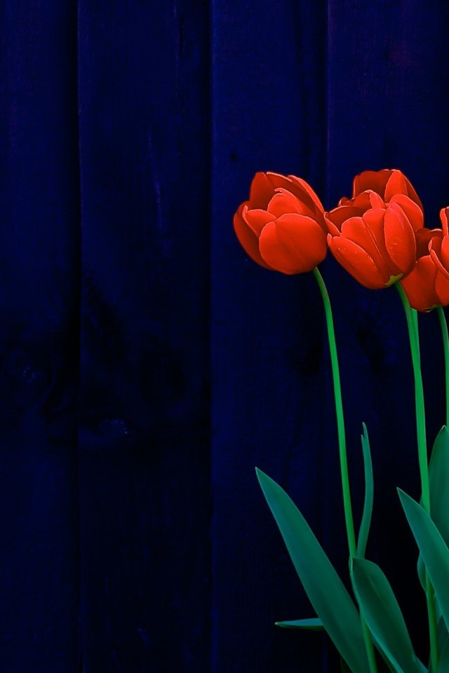 Обои цветы, тюльпаны, поверхность, синий фон, деревянная, flowers, tulips, surface, blue background, wooden разрешение 2286x1504 Загрузить