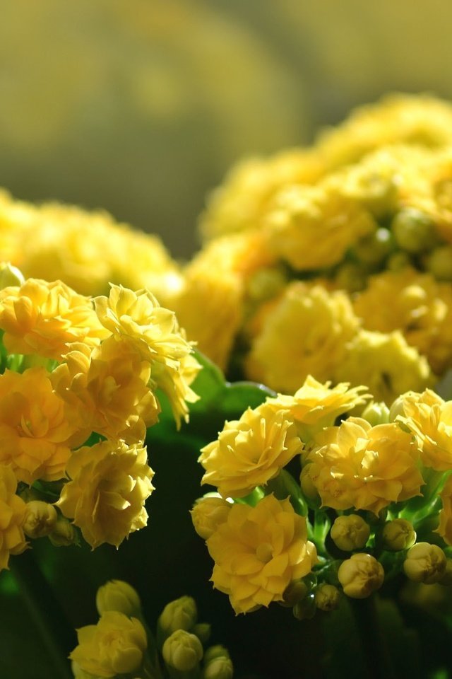 Обои цветы, размытость, каланхоэ, желтые цветы, flowers, blur, kalanchoe, yellow flowers разрешение 2048x1365 Загрузить