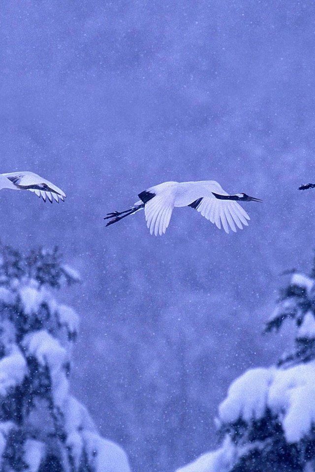 Обои природа, зима, птицы, журавль, японский, nature, winter, birds, crane, japanese разрешение 1920x1080 Загрузить