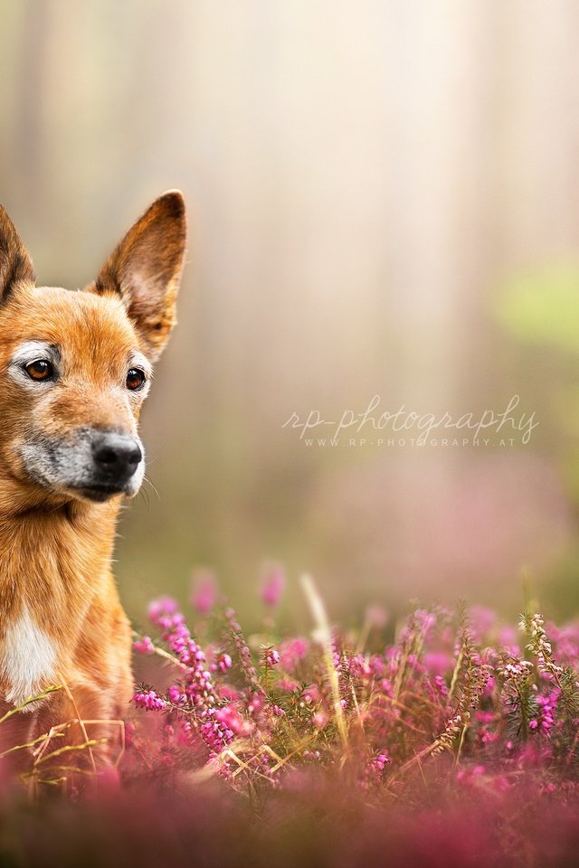 Обои цветы, природа, взгляд, собака, dackelpuppy, toby, flowers, nature, look, dog разрешение 2048x1334 Загрузить