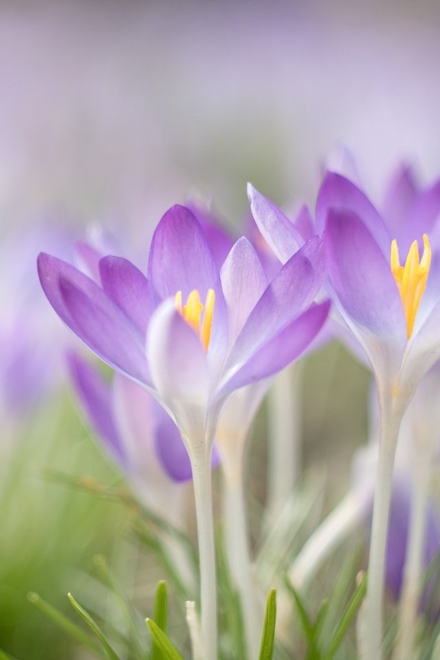 Обои цветы, макро, весна, крокусы, flowers, macro, spring, crocuses разрешение 1920x1440 Загрузить