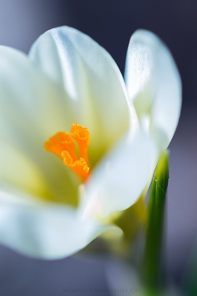 Обои макро, белый, крокус, боке, шафран, macro, white, krokus, bokeh, saffron разрешение 2048x1365 Загрузить