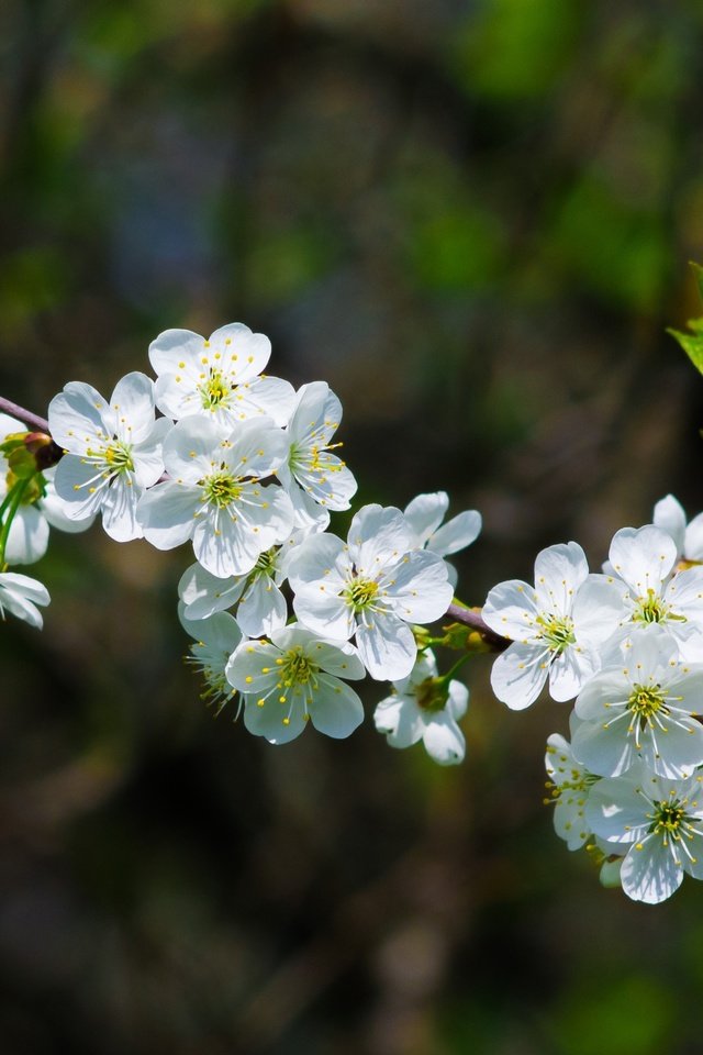 Обои ветка, цветение, весна, вишня, branch, flowering, spring, cherry разрешение 2400x1600 Загрузить