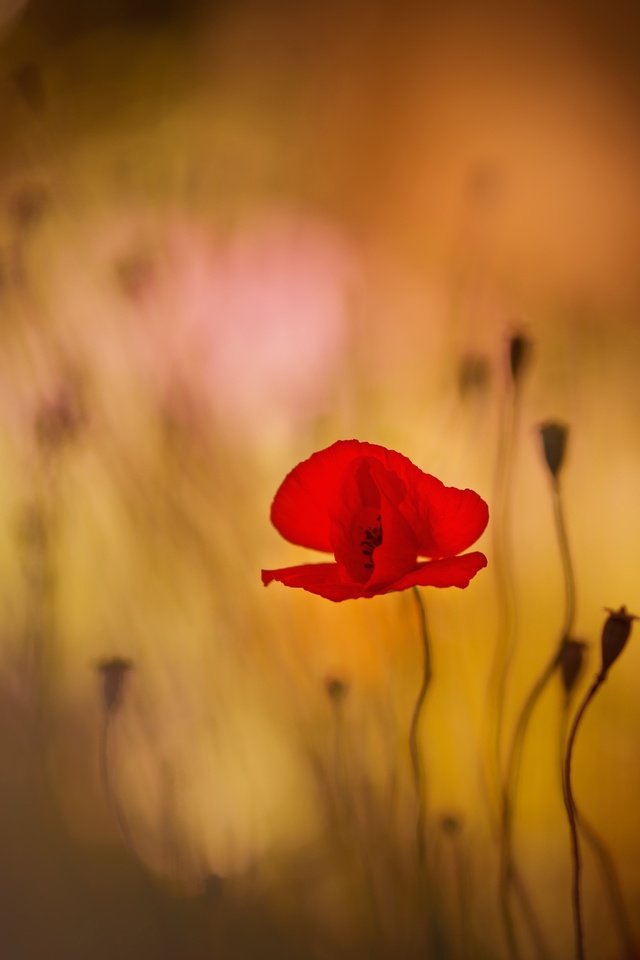 Обои цветы, цветок, красный, мак, боке, flowers, flower, red, mac, bokeh разрешение 2500x1806 Загрузить