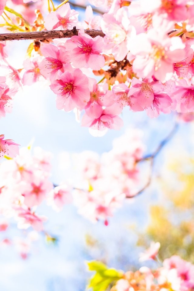 Обои цветение, лепестки, весна, сакура, flowering, petals, spring, sakura разрешение 2048x1365 Загрузить