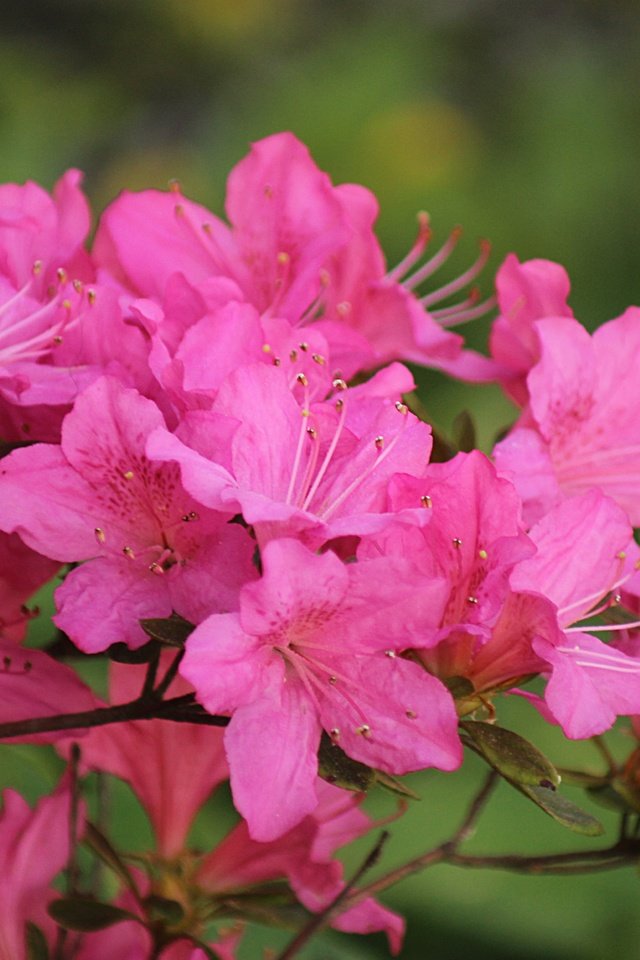 Обои цветение, весна, розовые цветы, весенние, азалия, рододендрон, flowering, spring, pink flowers, azalea, rhododendron разрешение 4842x3261 Загрузить