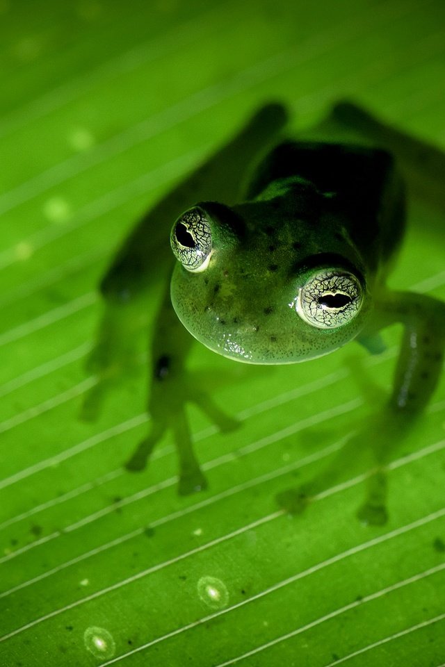 Обои природа, лапы, лист, лягушка, зеленая, земноводное, коста-рика, nature, paws, sheet, frog, green, amphibian, costa rica разрешение 2048x1287 Загрузить