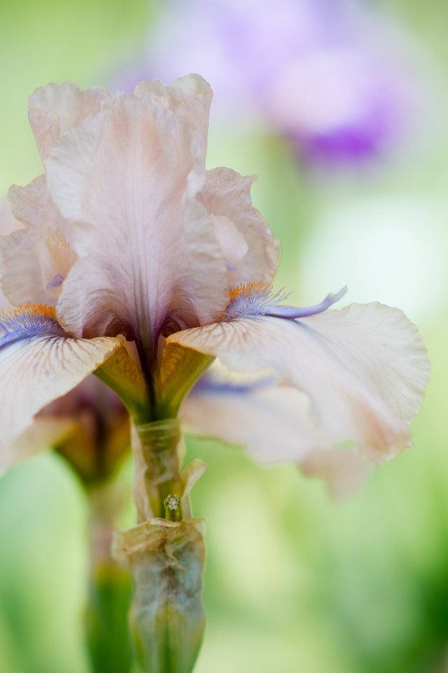 Обои макро, цветок, нежность, ирис, macro, flower, tenderness, iris разрешение 2048x1310 Загрузить