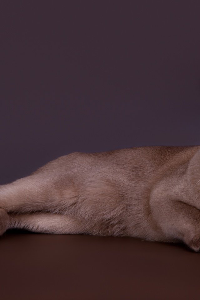 Обои кот, кошка, красавец, бурманская, бурманский, cat, handsome, burmese разрешение 3000x1934 Загрузить