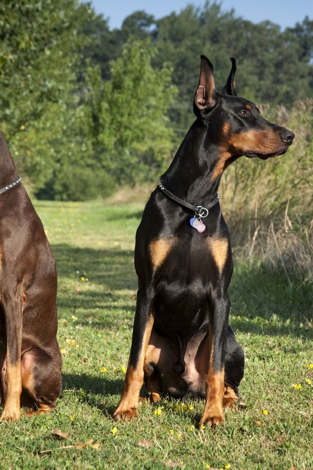 Обои черный, пара, собаки, коричневый, доберманы, tampa-family-lawyer, black, pair, dogs, brown, dobermans разрешение 2714x1809 Загрузить