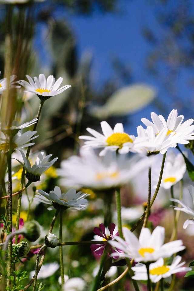 Обои цветы, лето, ромашки, полевые, flowers, summer, chamomile, field разрешение 2048x1365 Загрузить