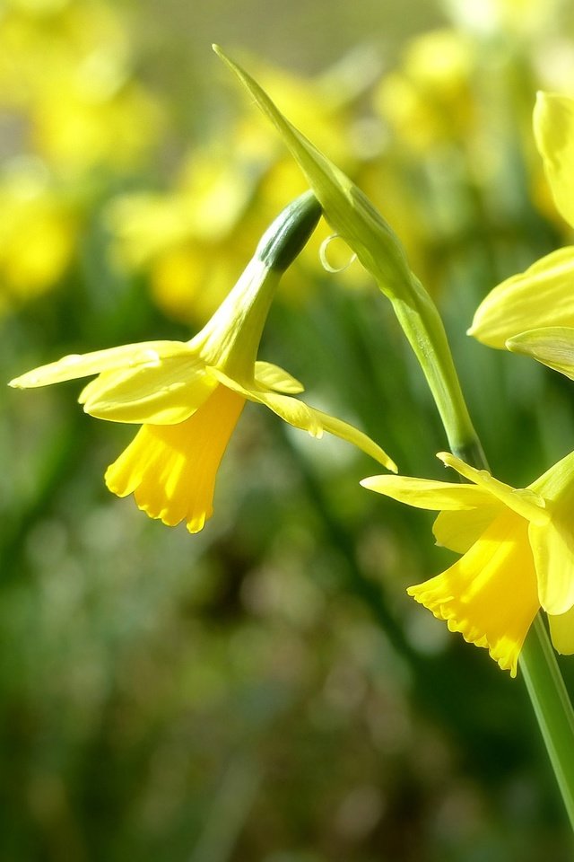 Обои цветы, нарциссы, желтые, боке, трио, flowers, daffodils, yellow, bokeh, trio разрешение 2048x1386 Загрузить