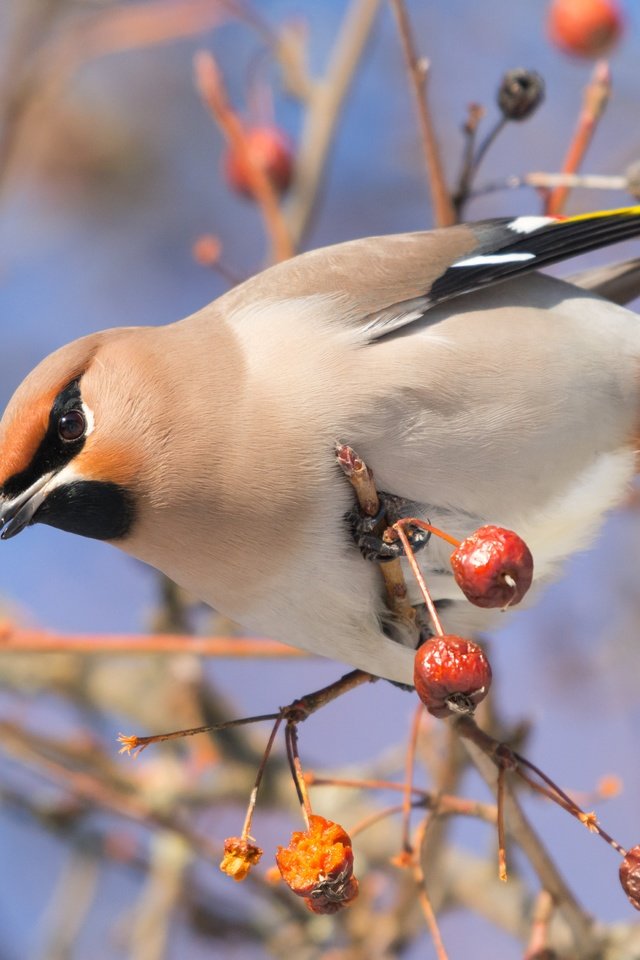 Обои ветка, птица, калина, свиристель, branch, bird, kalina, the waxwing разрешение 4978x3319 Загрузить