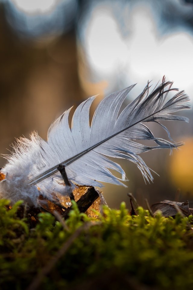 природа перья nature feathers без смс
