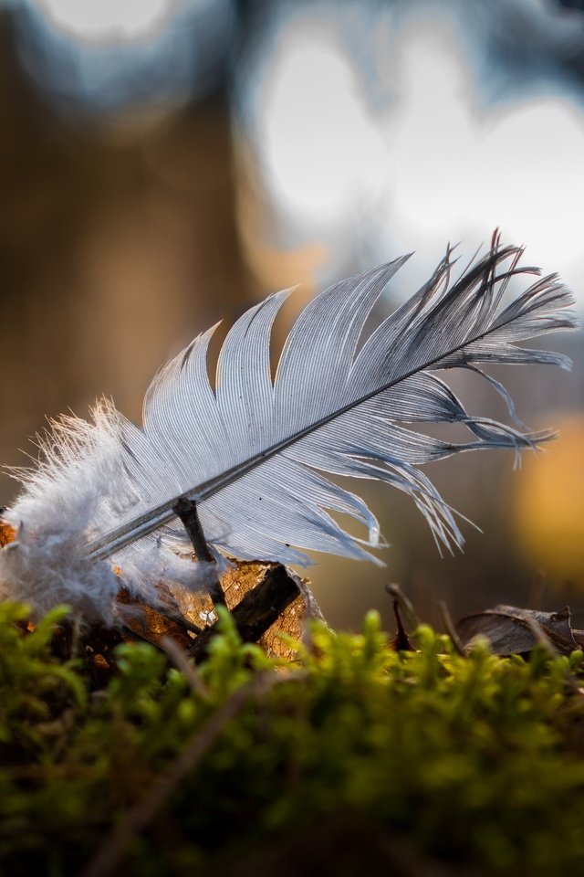 Обои природа, макро, мох, перо, боке, перышко, nature, macro, moss, pen, bokeh, a feather разрешение 2048x1366 Загрузить