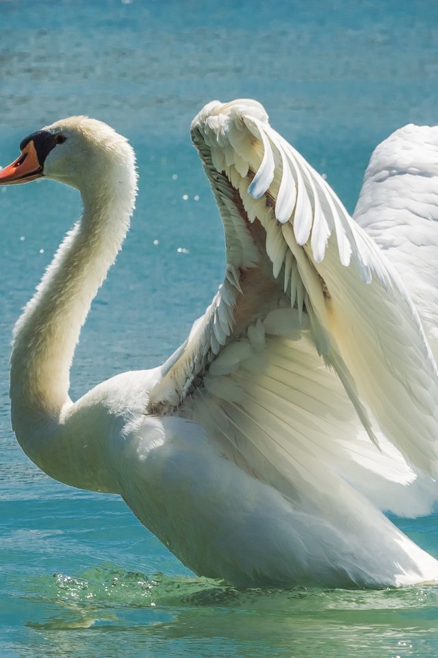 Обои вода, крылья, птица, лебедь, размах, water, wings, bird, swan, the scope разрешение 5163x3442 Загрузить