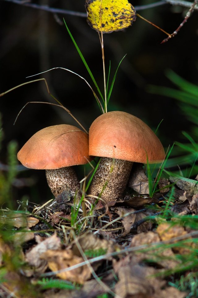 Обои грибы, шляпки, дуэт, подосиновики, mushrooms, hats, duo, aspen разрешение 3000x2000 Загрузить