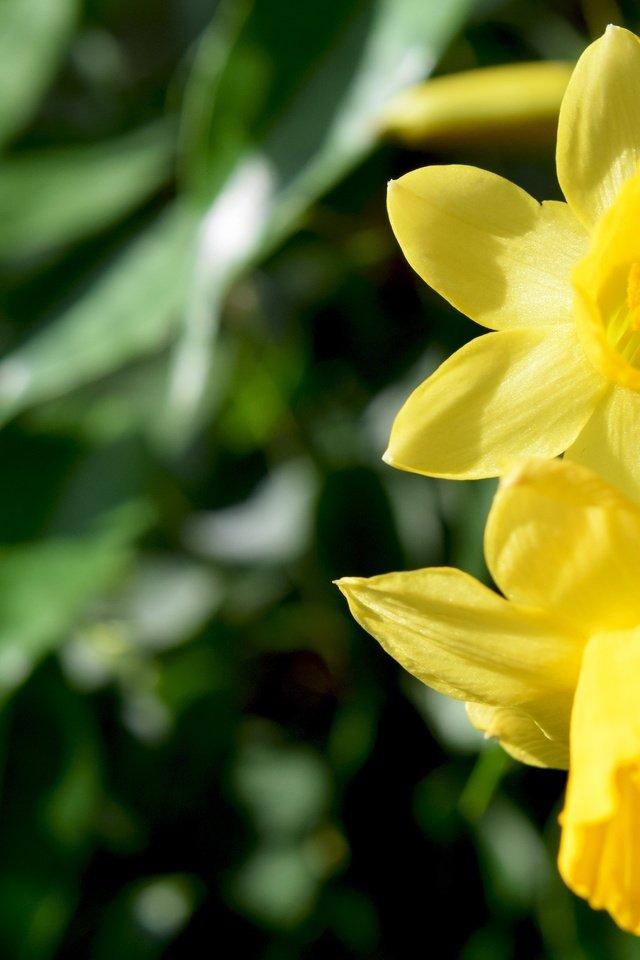 Обои цветы, макро, весна, нарциссы, желтые, flowers, macro, spring, daffodils, yellow разрешение 6000x4000 Загрузить