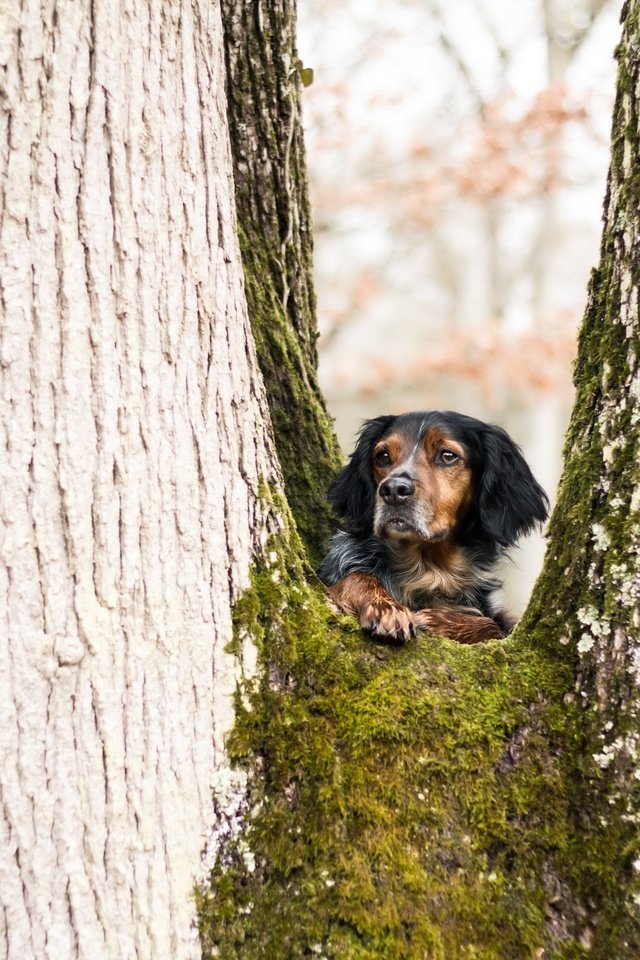 Обои дерево, взгляд, собака, juliette roux--merveille, tree, look, dog разрешение 2560x1707 Загрузить