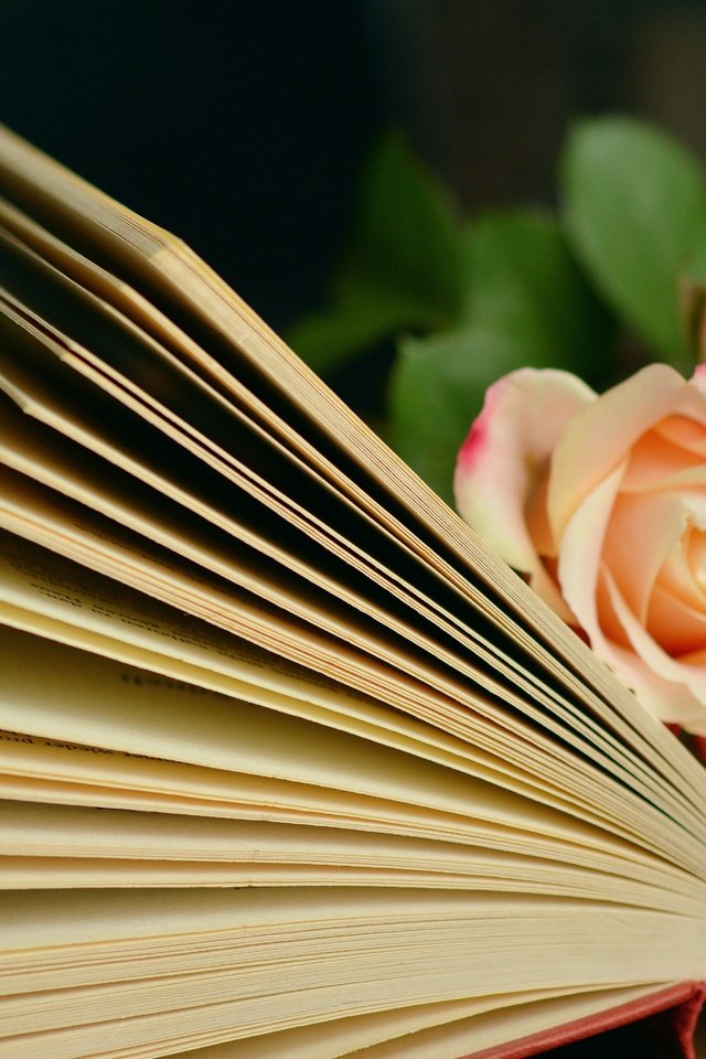 Обои цветы, розы, букет, книга, страницы, flowers, roses, bouquet, book, page разрешение 6000x3781 Загрузить