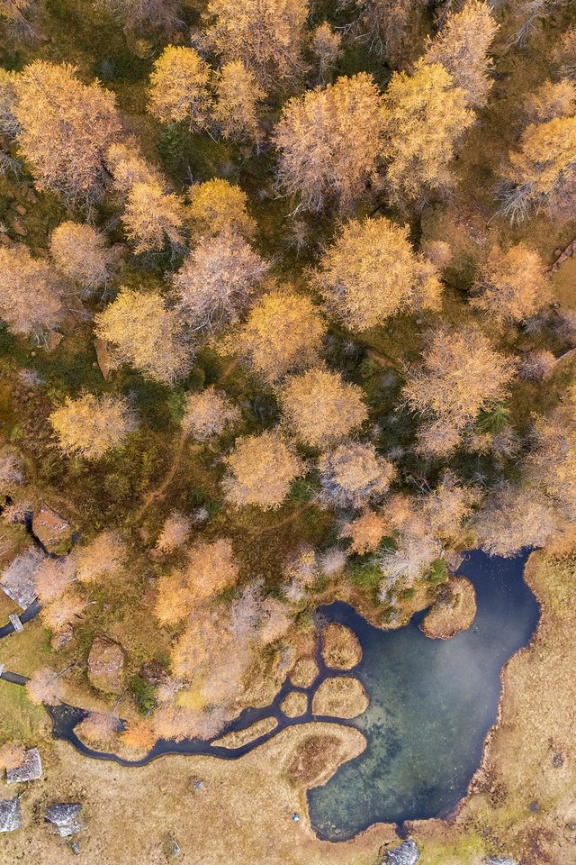 Обои деревья, природа, вид сверху, осень, водоемы, trees, nature, the view from the top, autumn, ponds разрешение 2500x1418 Загрузить